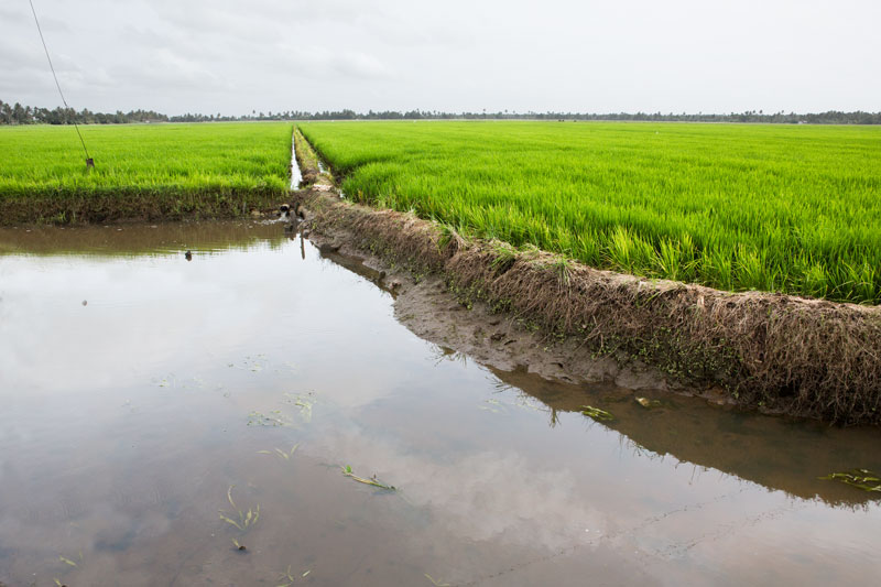 Paddy in fields reclaimed from Vembanad Lake - located about 0.6 to 2.2 m below mean sea level in Kuttanad, Kerala, where unlike ordinary irrigated paddy cultivation, excess of water that enters these fields from the Lake is pumped out through the network of channels visible